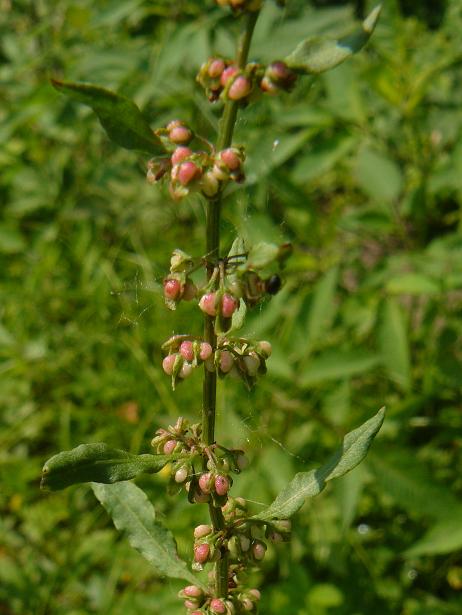 polygonaceae - Rumex sp.